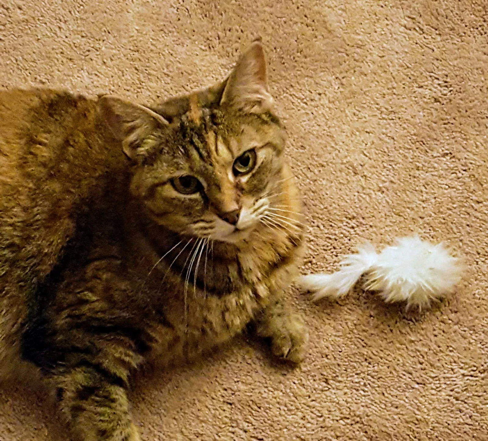 Gato sentado ao lado de um brinquedo